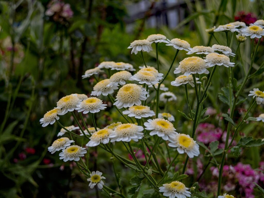 Chrysanthemen im Beet