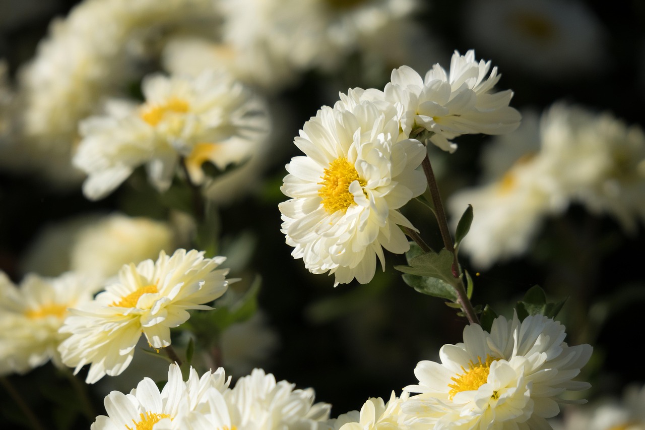 Chrysanthemen weiß-gelb