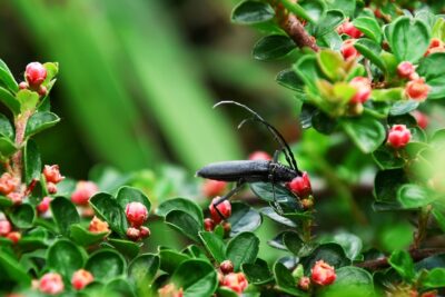 Cotoneaster