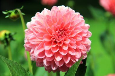 Dahlie Gartendahlie