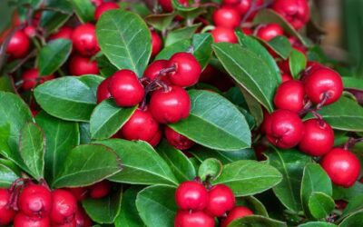 Gaultheria mit roten Beeren