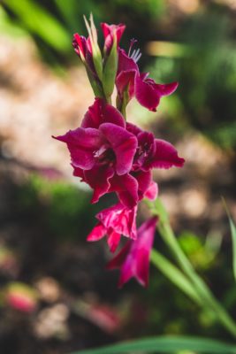 Gladiolenbluete Purpurfarben
