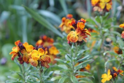 Goldlack im Frühling