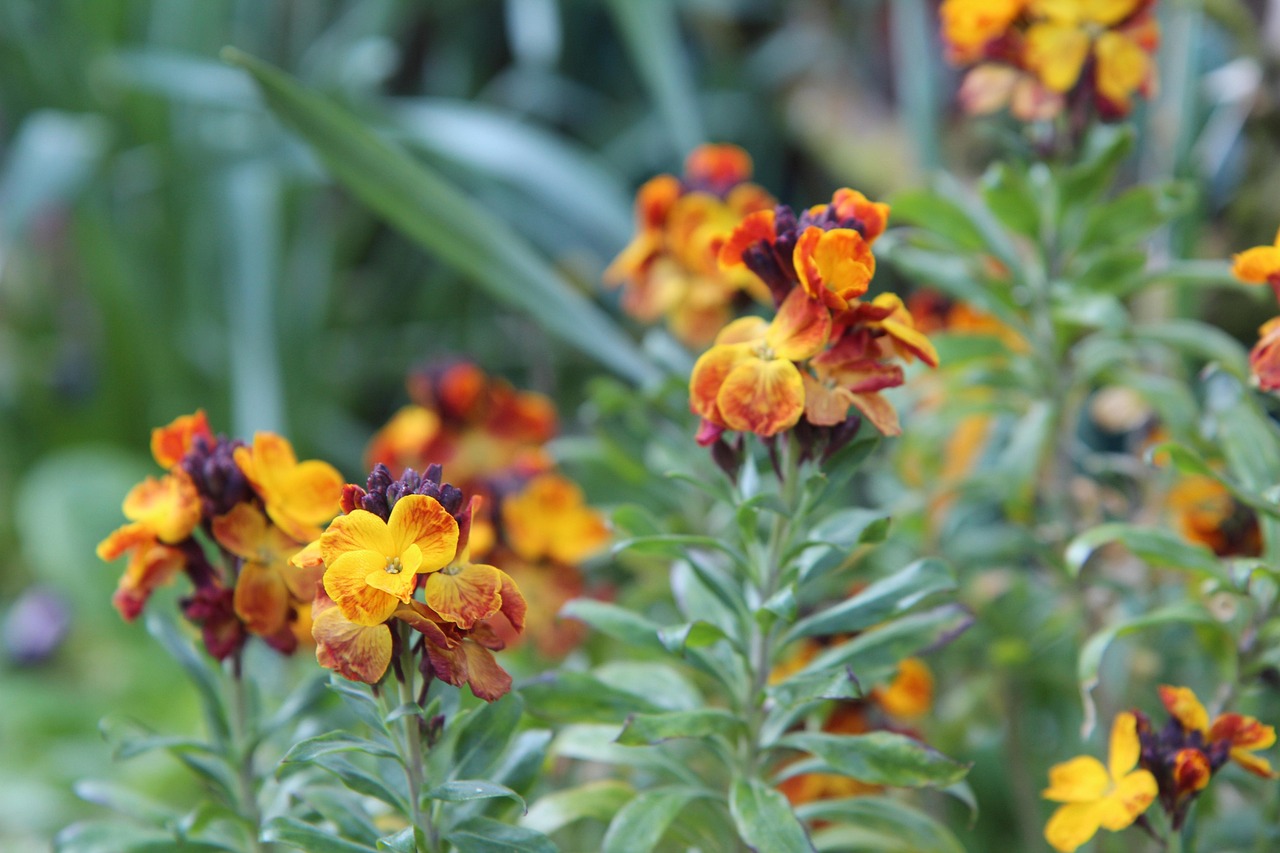 Goldlack im Frühling