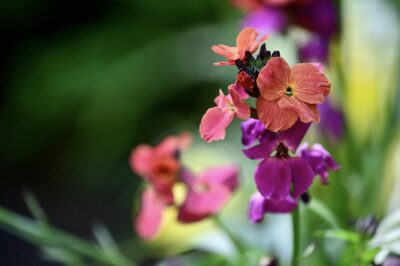 Goldlack in violett-Ton