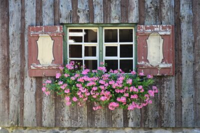 Hängegeranien an der Fensterbank