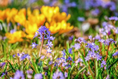 Hasenglöckchen und Krokus im Garten