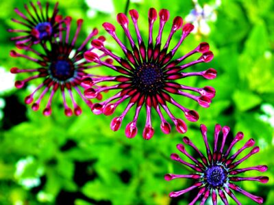 Kapkörbchen (Osteospermum)