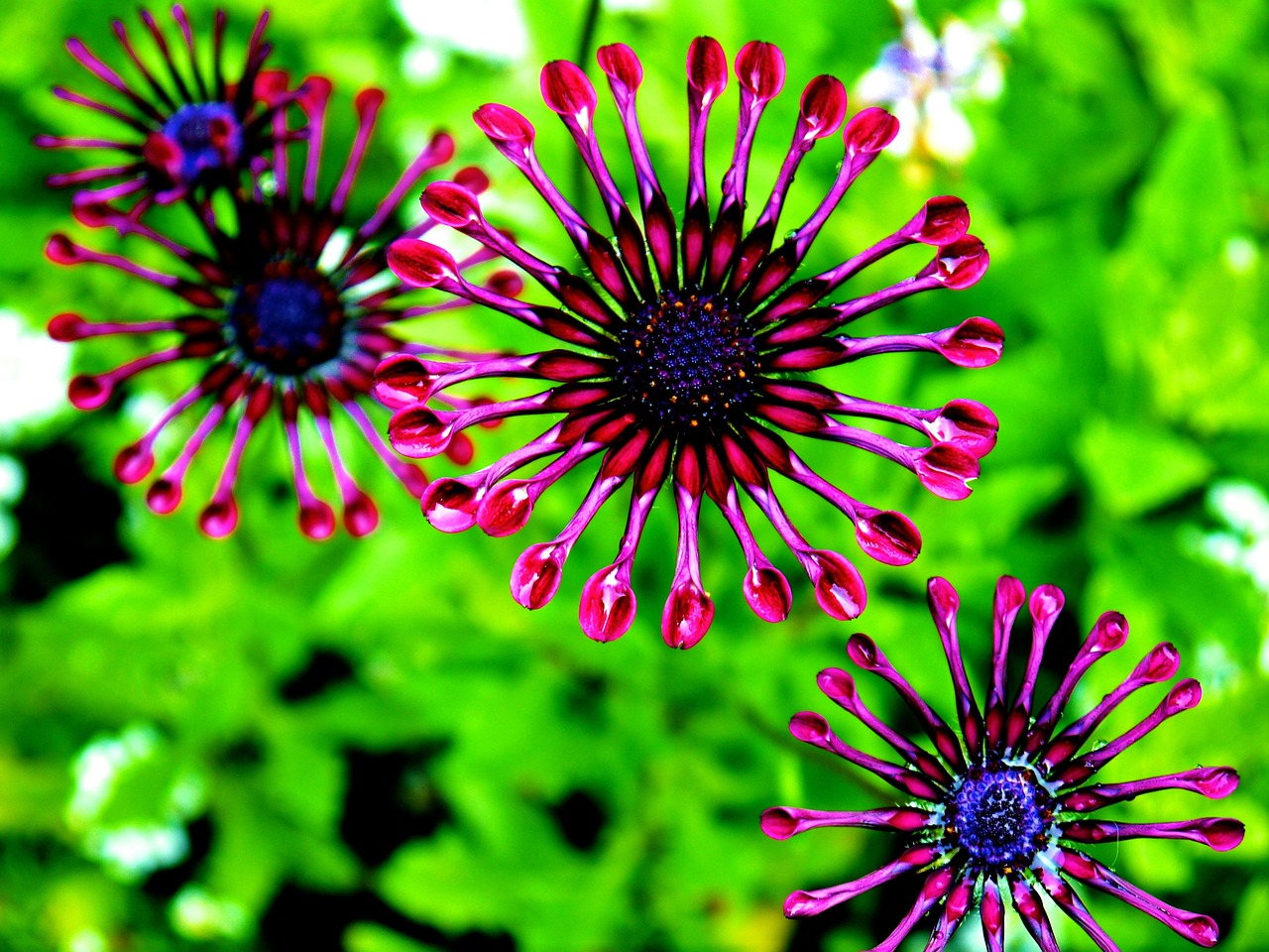 Kapkörbchen (Osteospermum)
