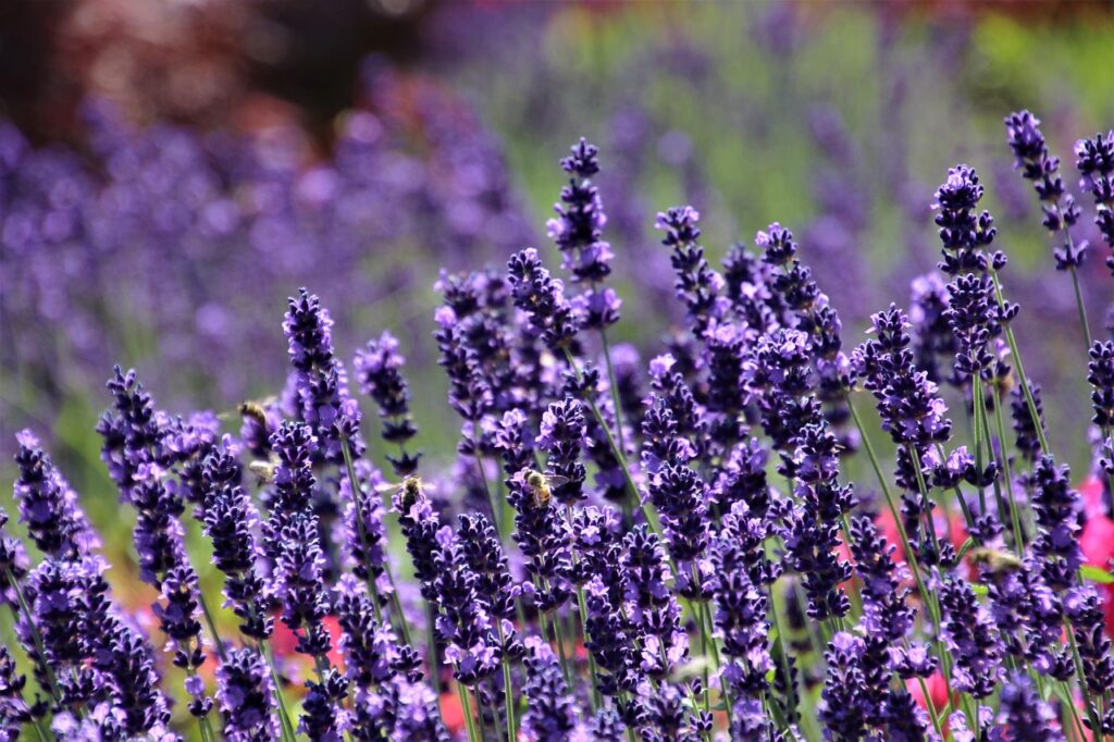 Lavendel blüht
