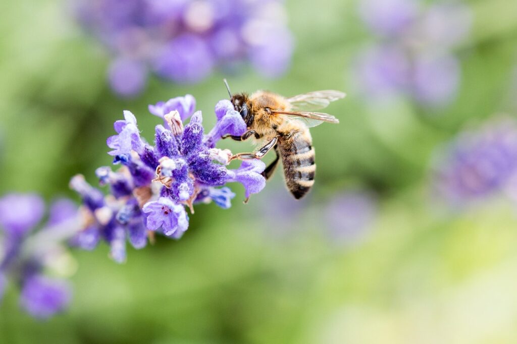 Lavendelblüte mit Biene