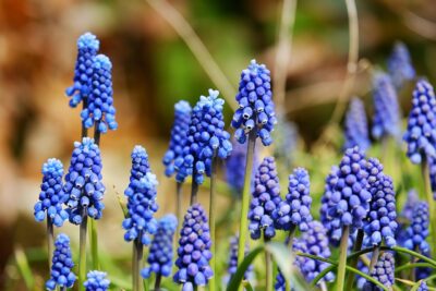 Muscari: Traubenhyazinthe im Garten