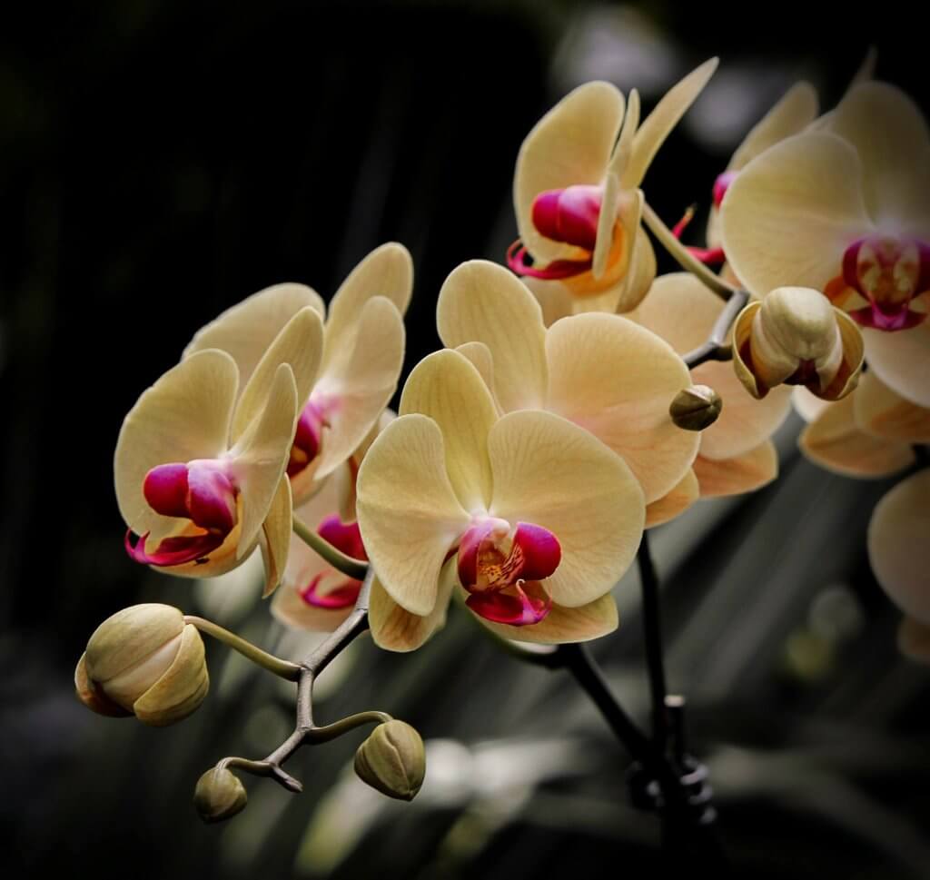 Nachtfalter Orchidee Creme Pink