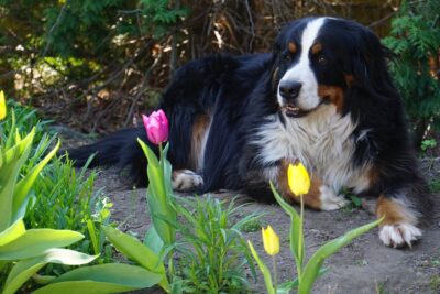 Oase im eigenen Garten auch für Tiere