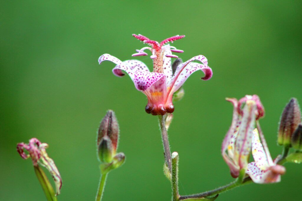 Orchidee Knabenkraut