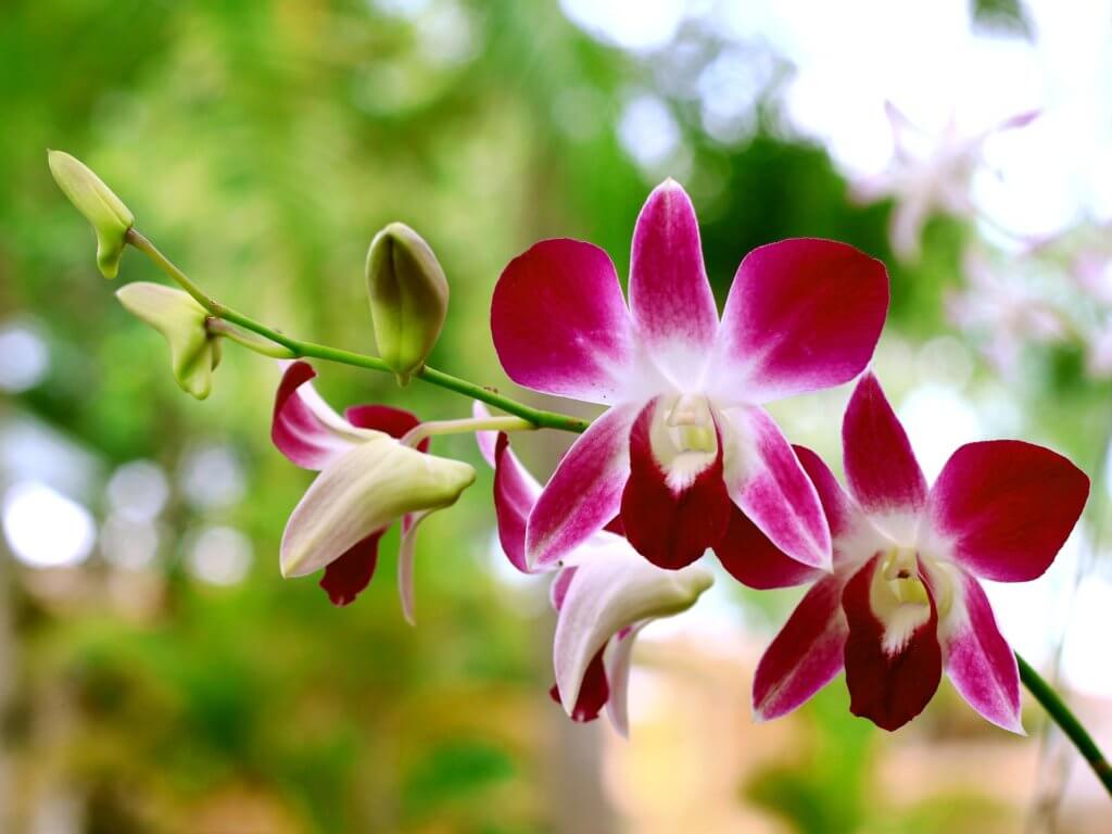 Orchidee Tiefrot Purpur