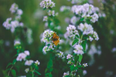 Oregano