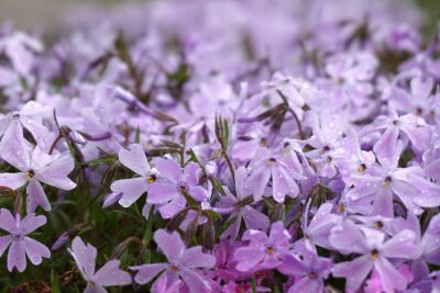 Polsterphlox - schönes Blau