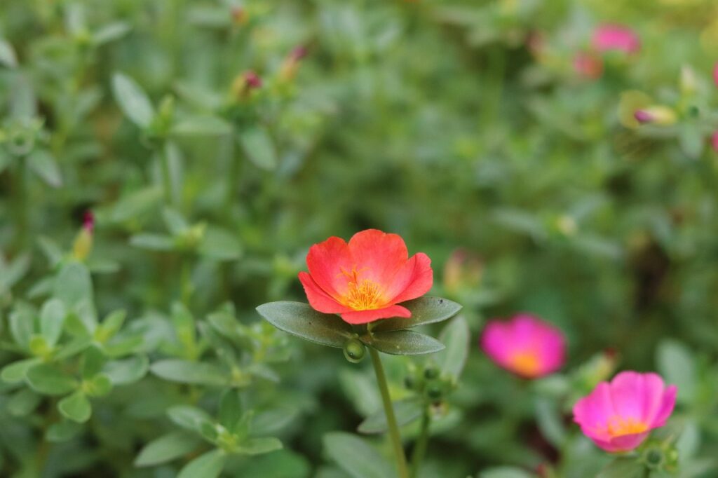 Portulakröschen haben verschiedene Farben