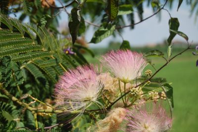 schirmakazie albizia bluete