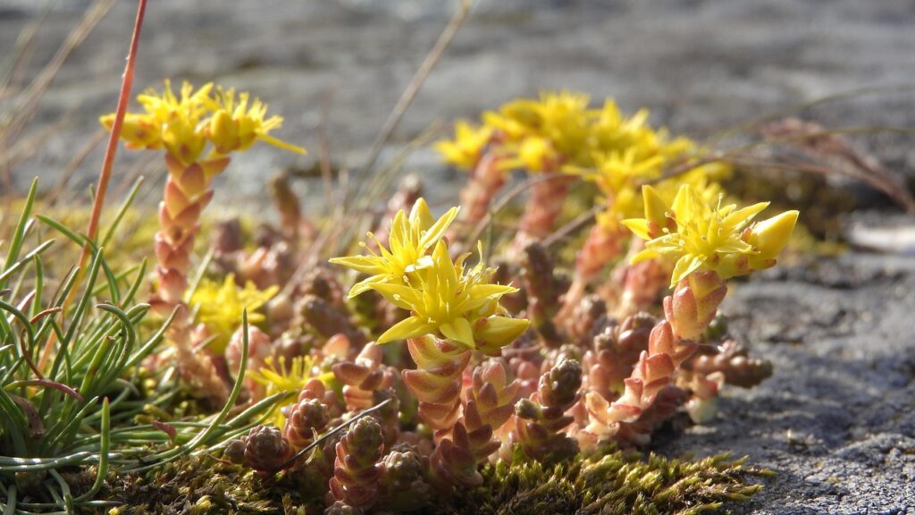 Sedum blüht gelb