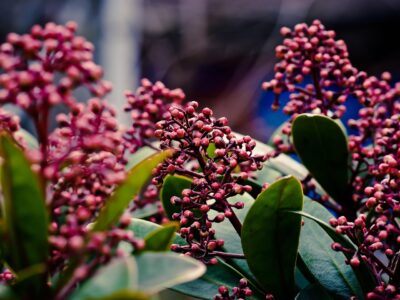 Skimmia Knospen