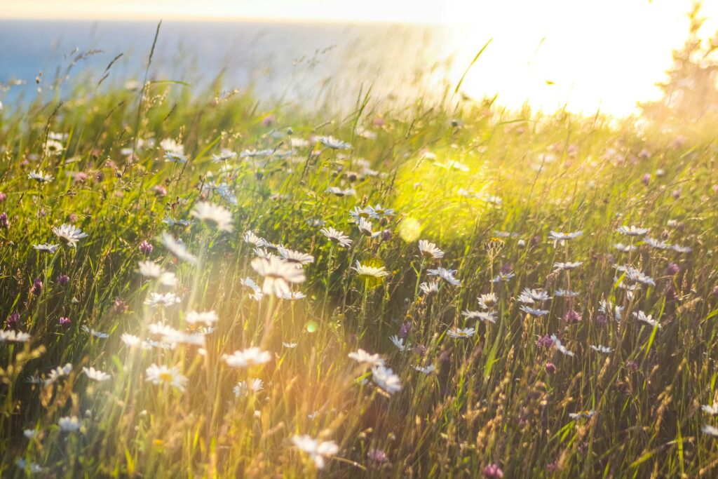 Sonniges Feld