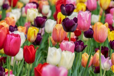 Tulpenfeld Ganz Bunt