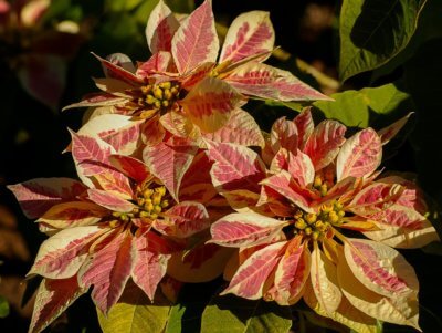 Weihnachtsstern Poinsettia Pink
