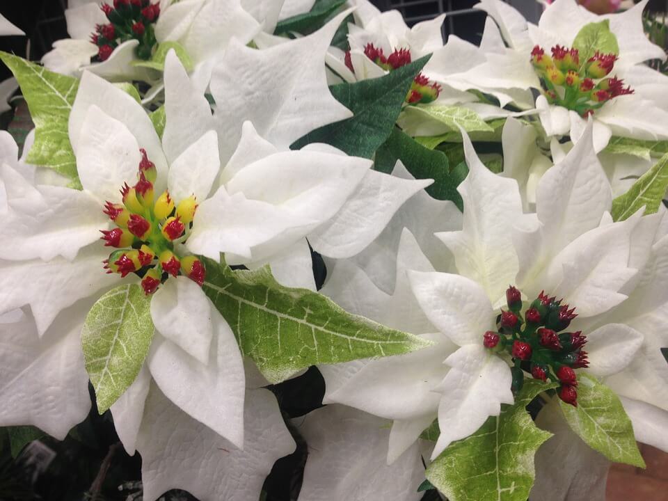 Weihnachtssterne im Advent | Blumen-News by webnatur.de