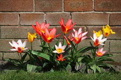 Wildtulpen Rot Gelb Weiss