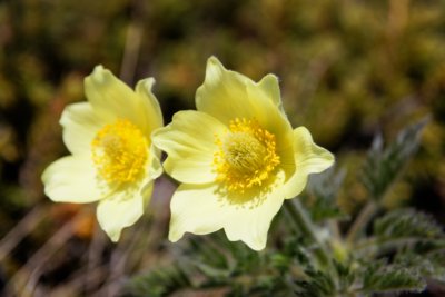 Windroeschen Gelb Schwefel