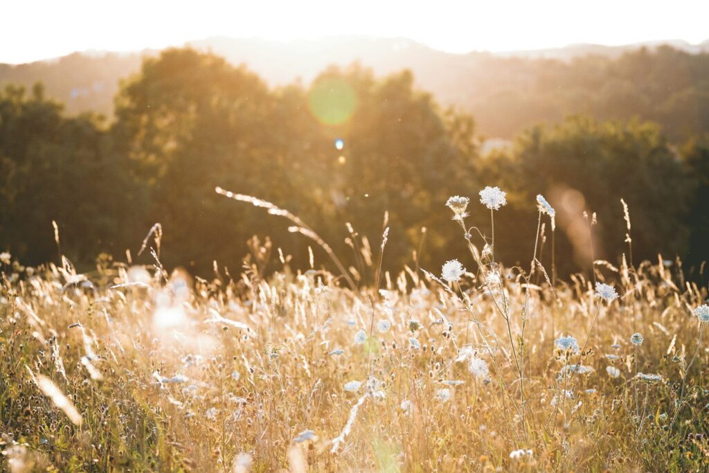 Sommersonne