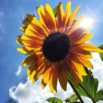 Sonne und Sonnenblume