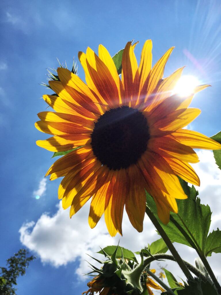 Sonne und Sonnenblume