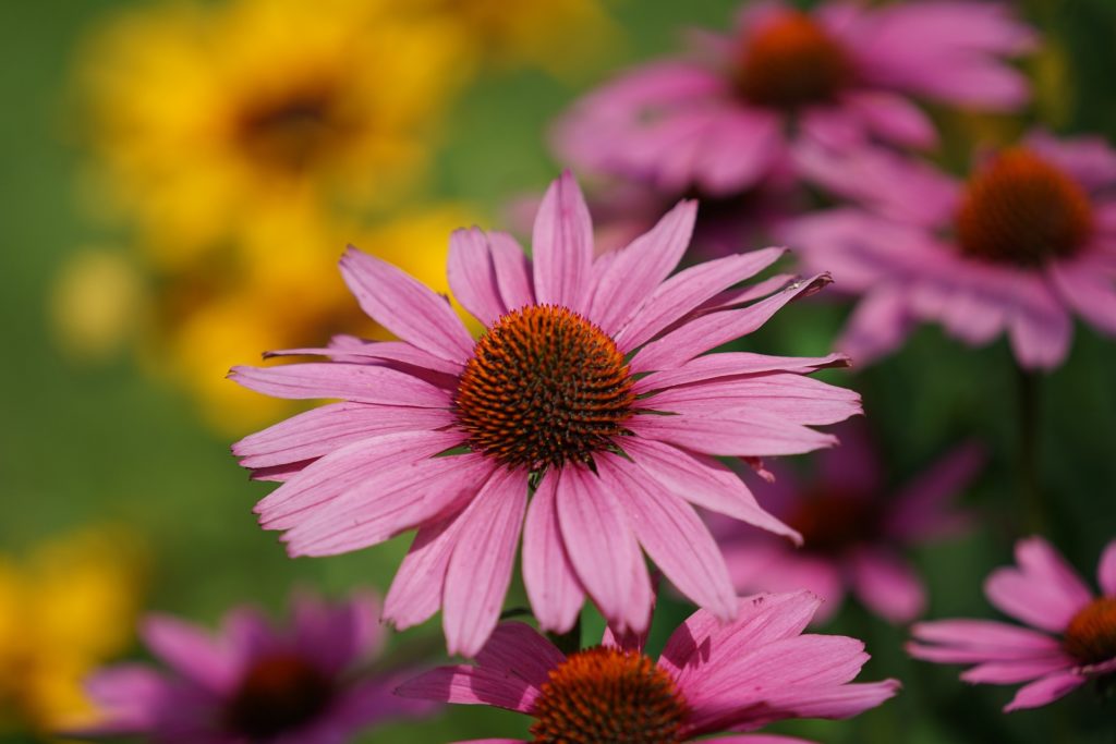 Sonnenhut Echinacea