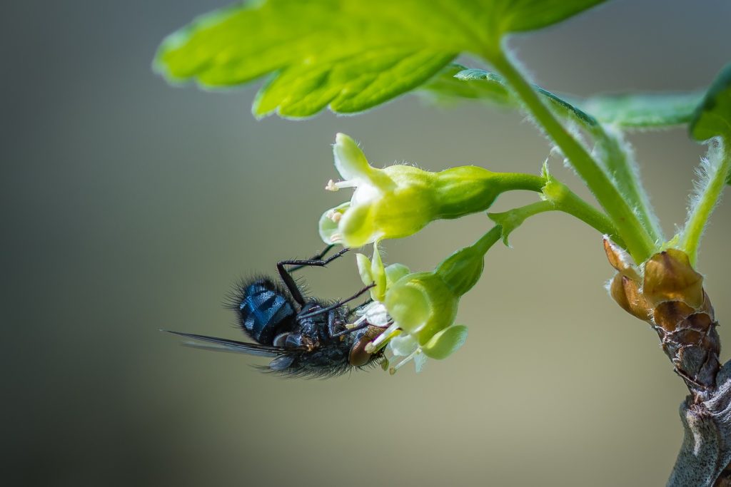Stachelbeerblüte