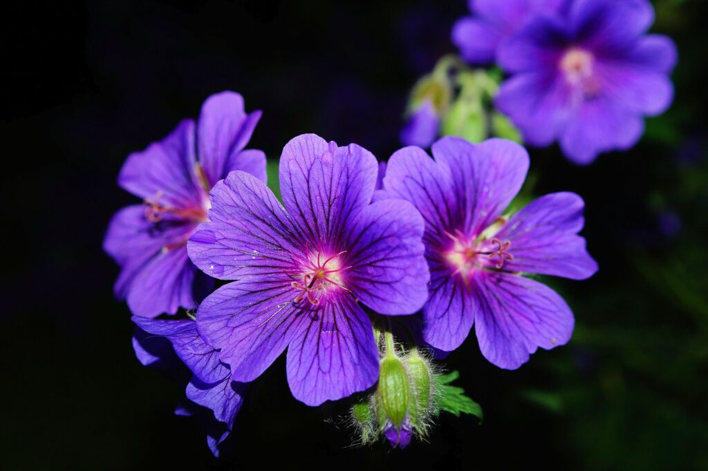 Storchschnabel Blüte Geranium