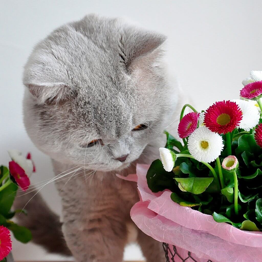 Tausendschön: Bellis Mit Katze