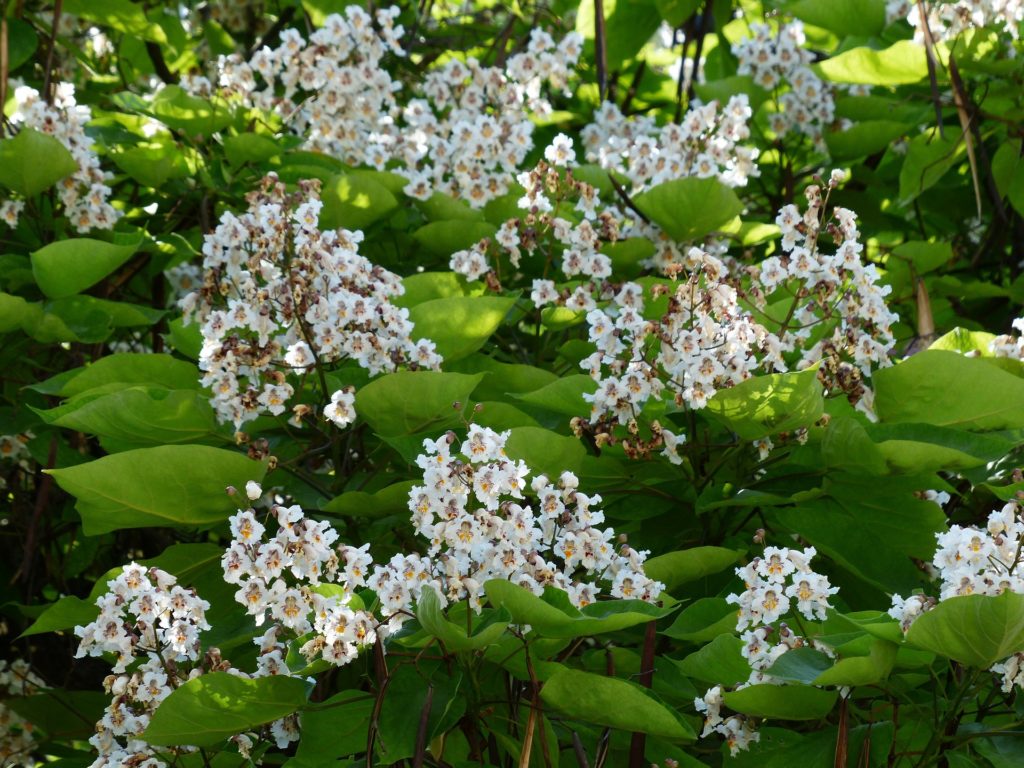 trompetenbaum catalpa