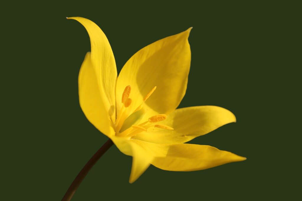 Tulipa Sylvestris Wildtulpe 1