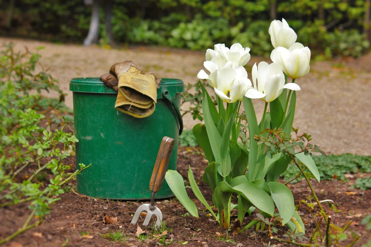 Tulpenzwiebeln im September pflanzen – Anleitung & Tipps für Frühjahrsblüher