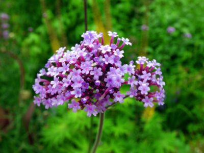 Verbenen-Blüte