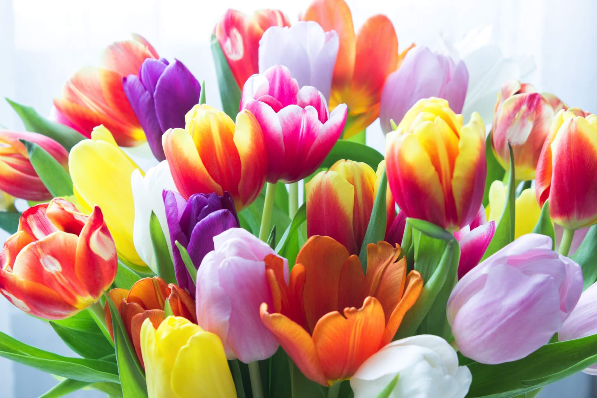 Tulpen und die Liebe