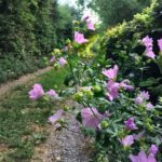 Violette Malvenblüten