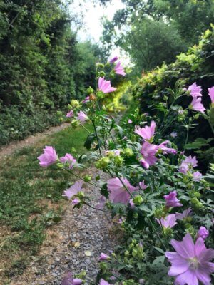 Violette Malvenblüten