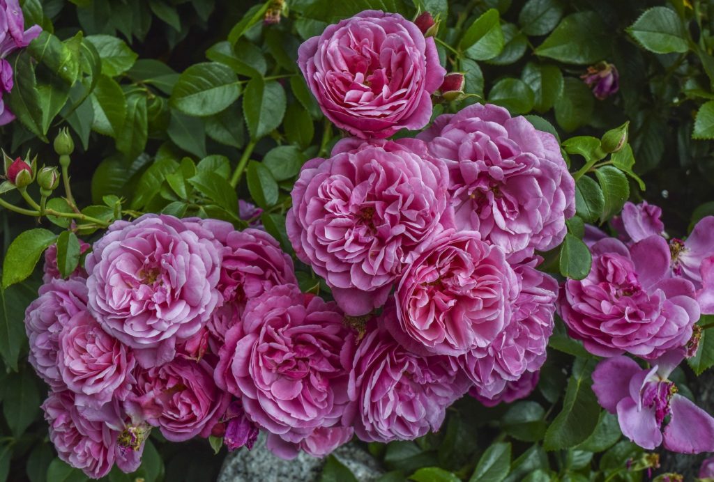 Violetter Rosenstrauch