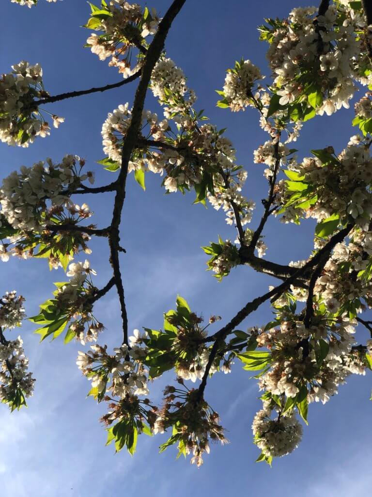 Vor Blauem Himmel Kirschblueten