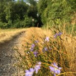 Wegwarte am Wegrand