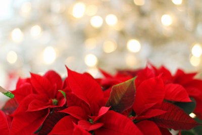 Weihnachts Sterne